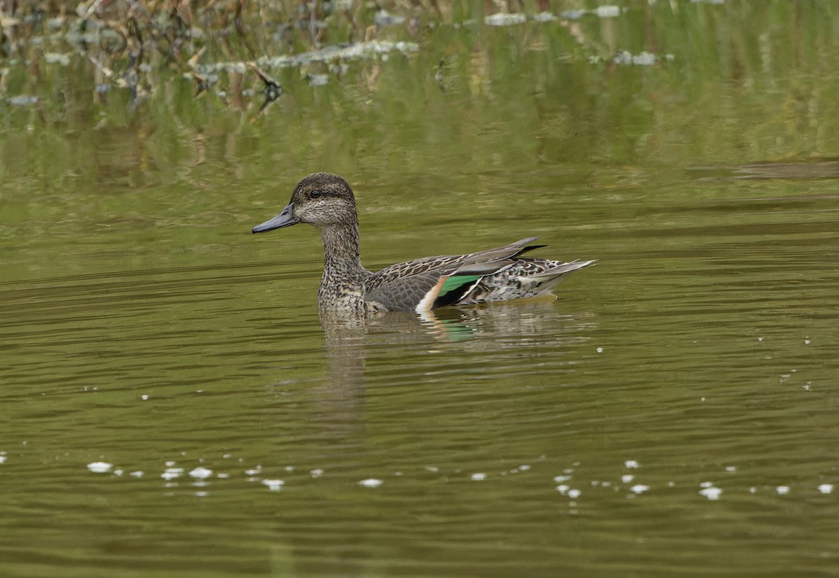 Green-winged Teal - ML611589968