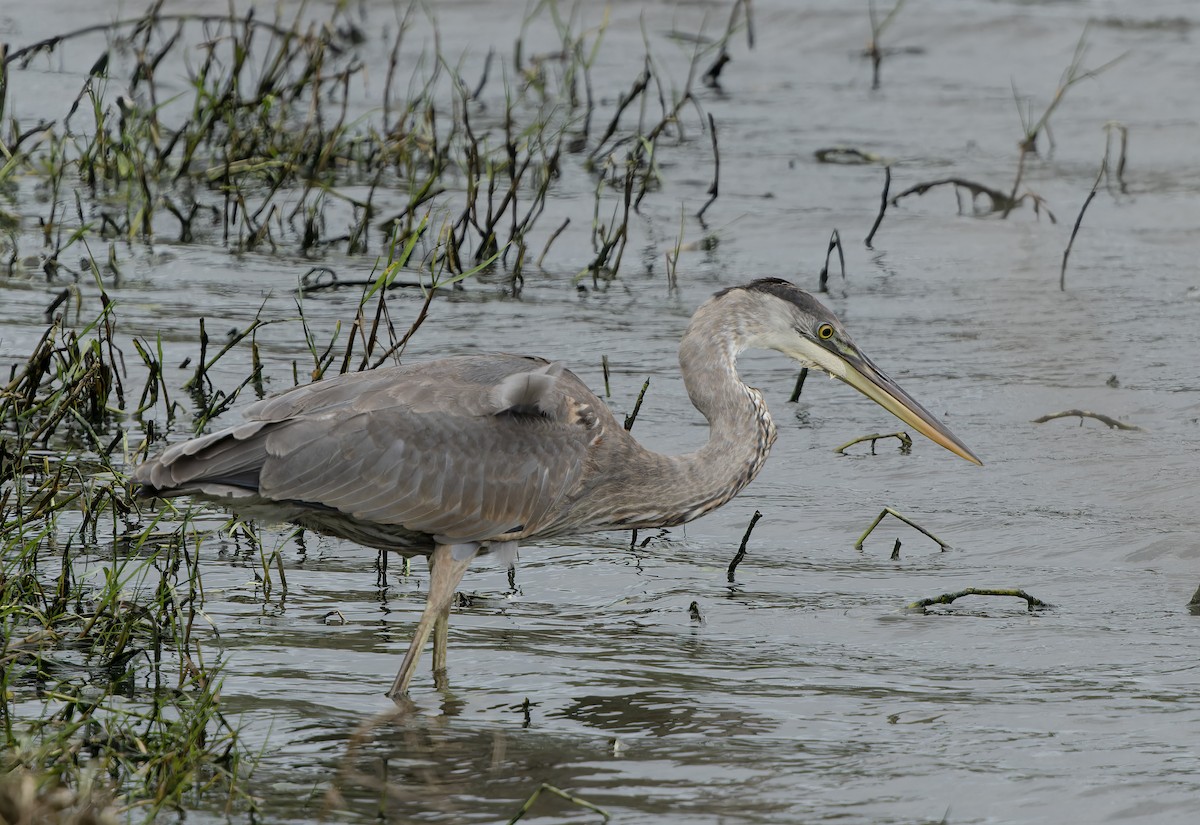 Great Blue Heron - ML611590046
