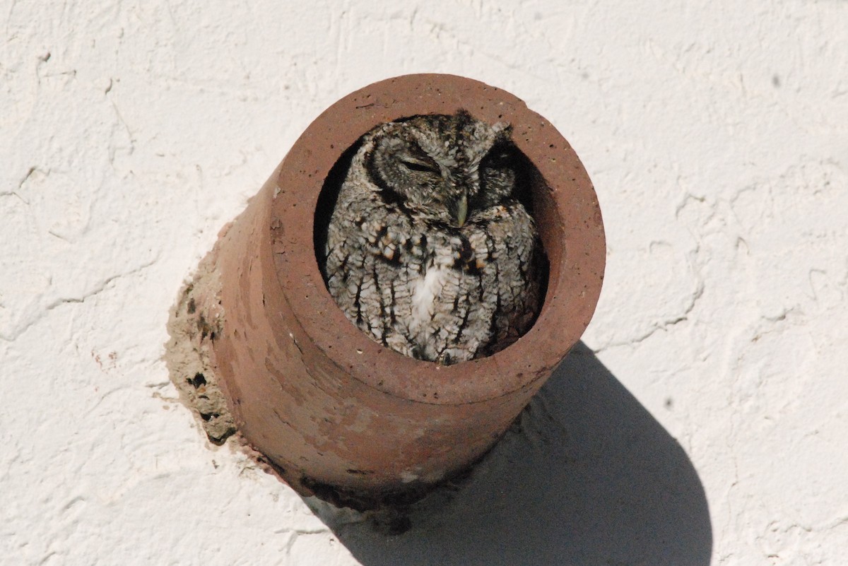 Eastern Screech-Owl - ML611590078