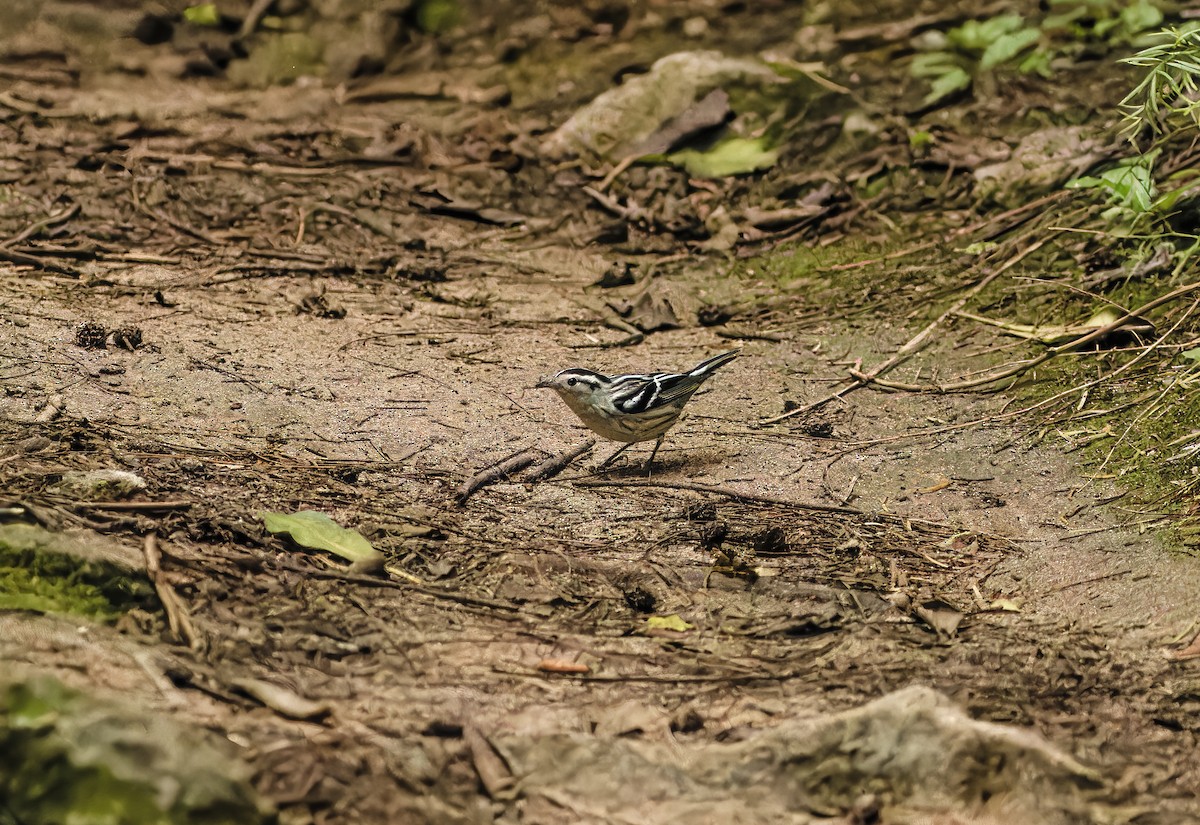 Black-and-white Warbler - ML611590117