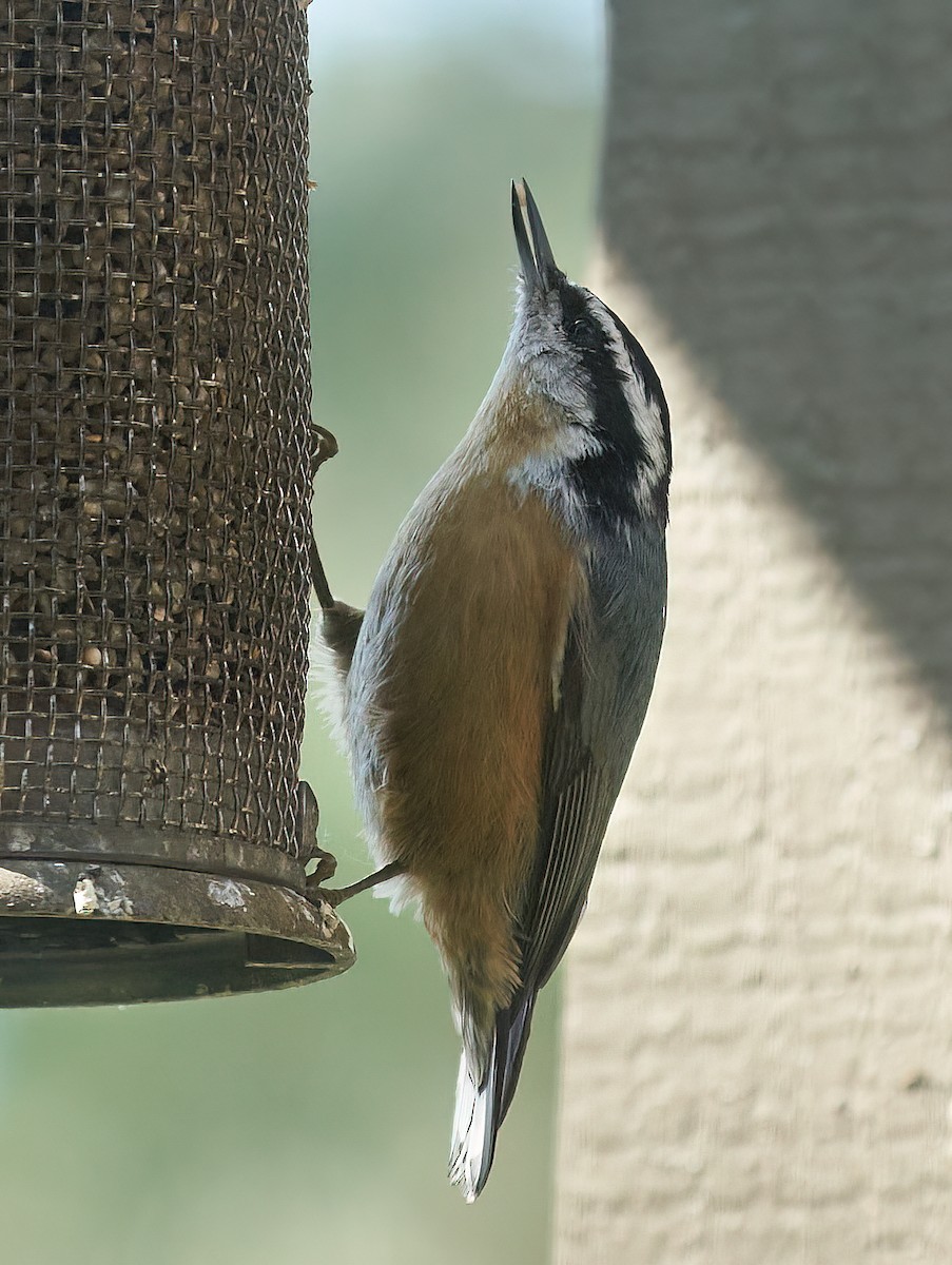 Red-breasted Nuthatch - ML611590246