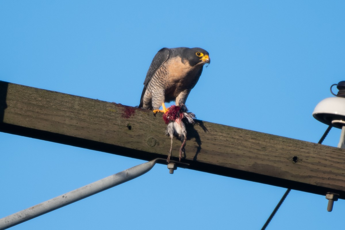 Peregrine Falcon at Sumas Prairie by Chris McDonald