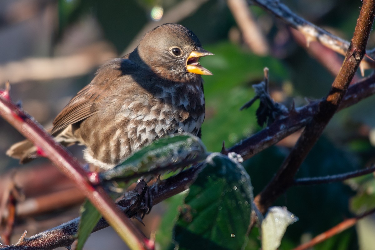 Fox Sparrow at McDermott Rd, Abbotsford CA-BC (49.0524,-122.1614) by Chris McDonald