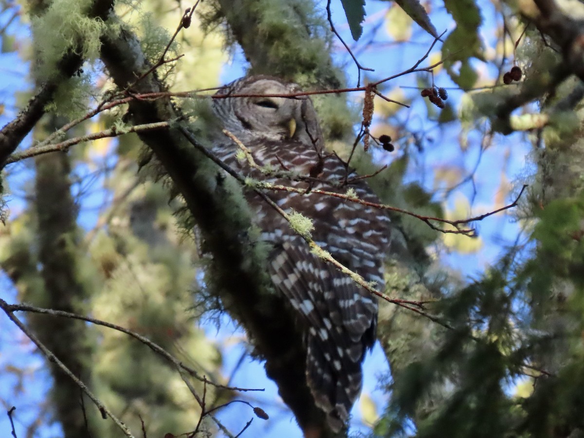 Barred Owl - ML611590810