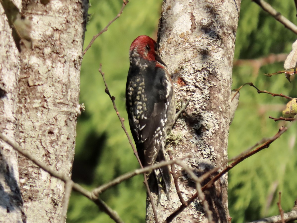 Red-breasted Sapsucker - ML611590827