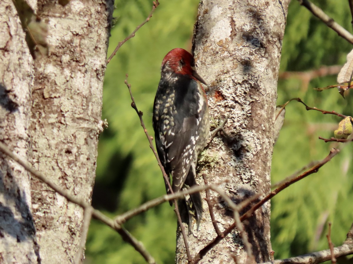 Red-breasted Sapsucker - ML611590828
