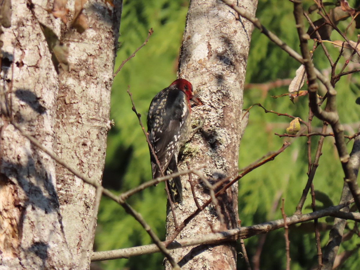 Red-breasted Sapsucker - ML611590830