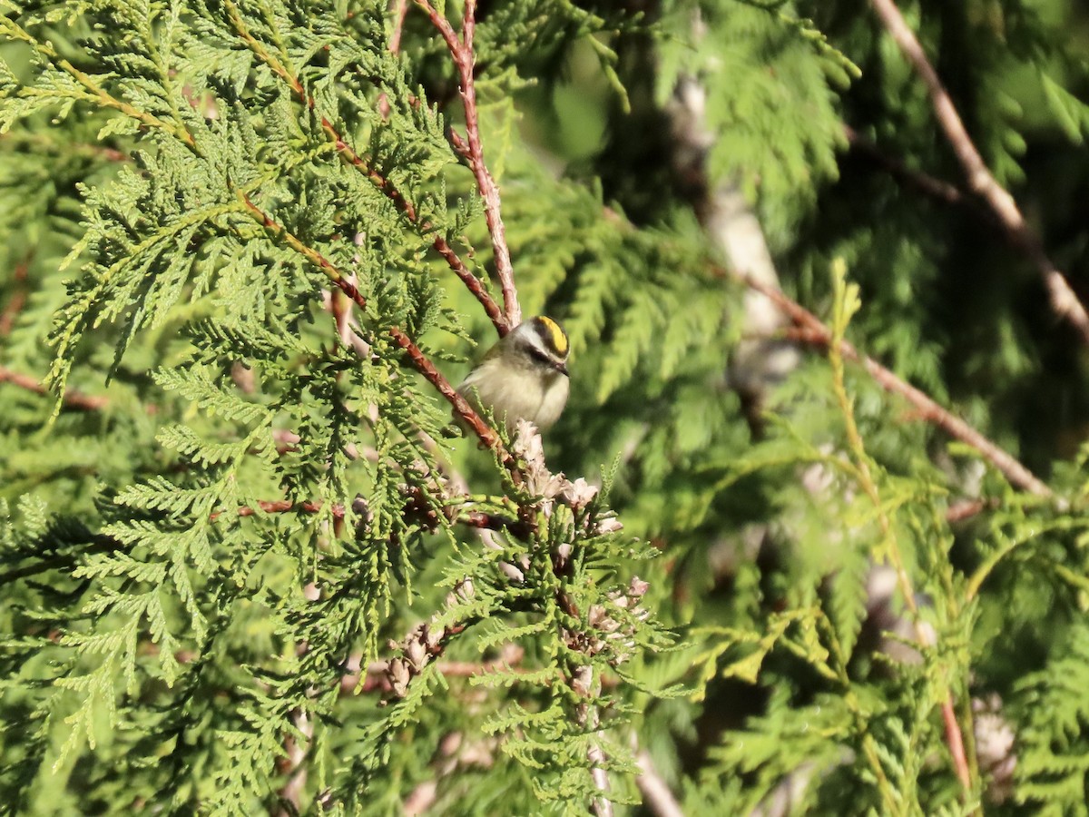 Golden-crowned Kinglet - ML611590872