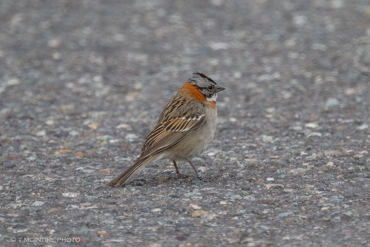 Rufous-collared Sparrow - ML611591085