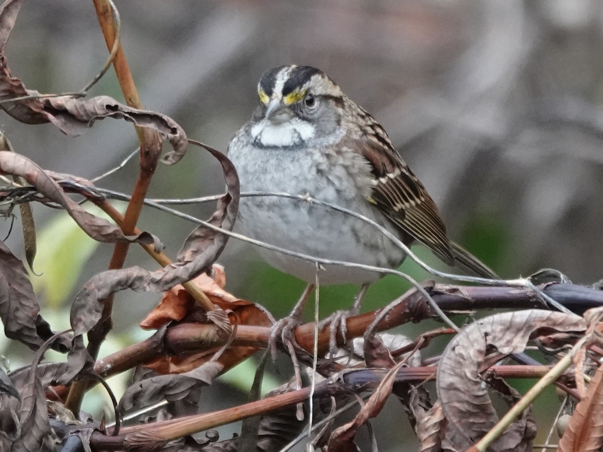 White-throated Sparrow - ML611591116
