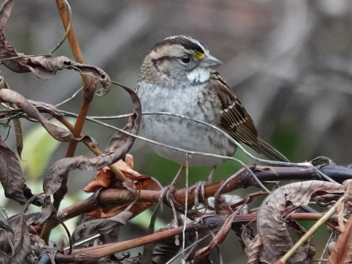 White-throated Sparrow - ML611591117