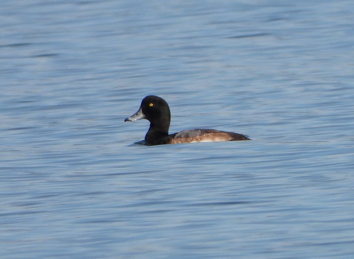 Greater Scaup - ML611591271