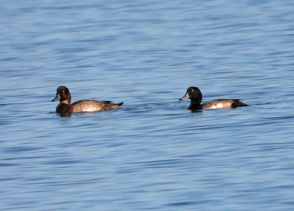 Greater Scaup - ML611591272