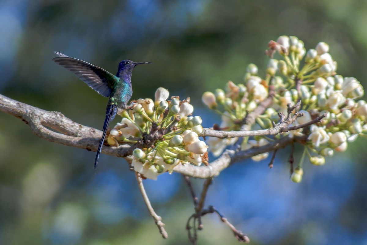 Swallow-tailed Hummingbird - ML611591273