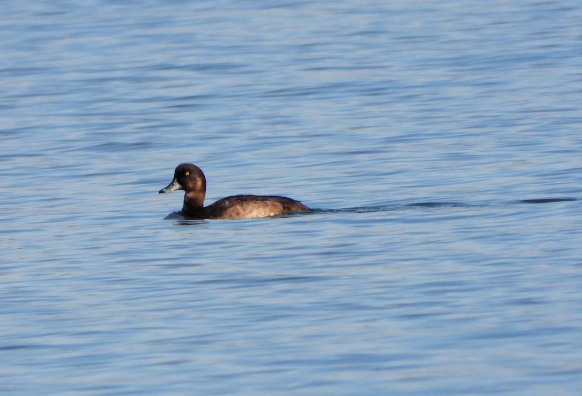 Greater Scaup - ML611591287