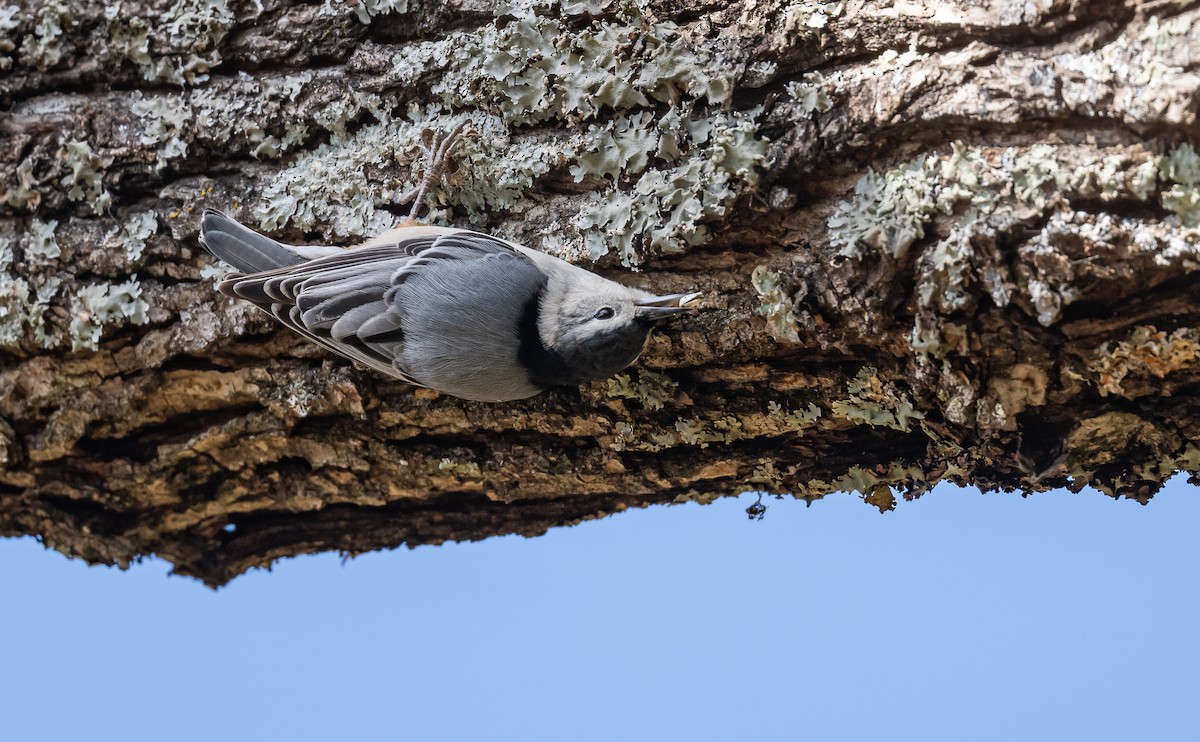 White-breasted Nuthatch - ML611591325