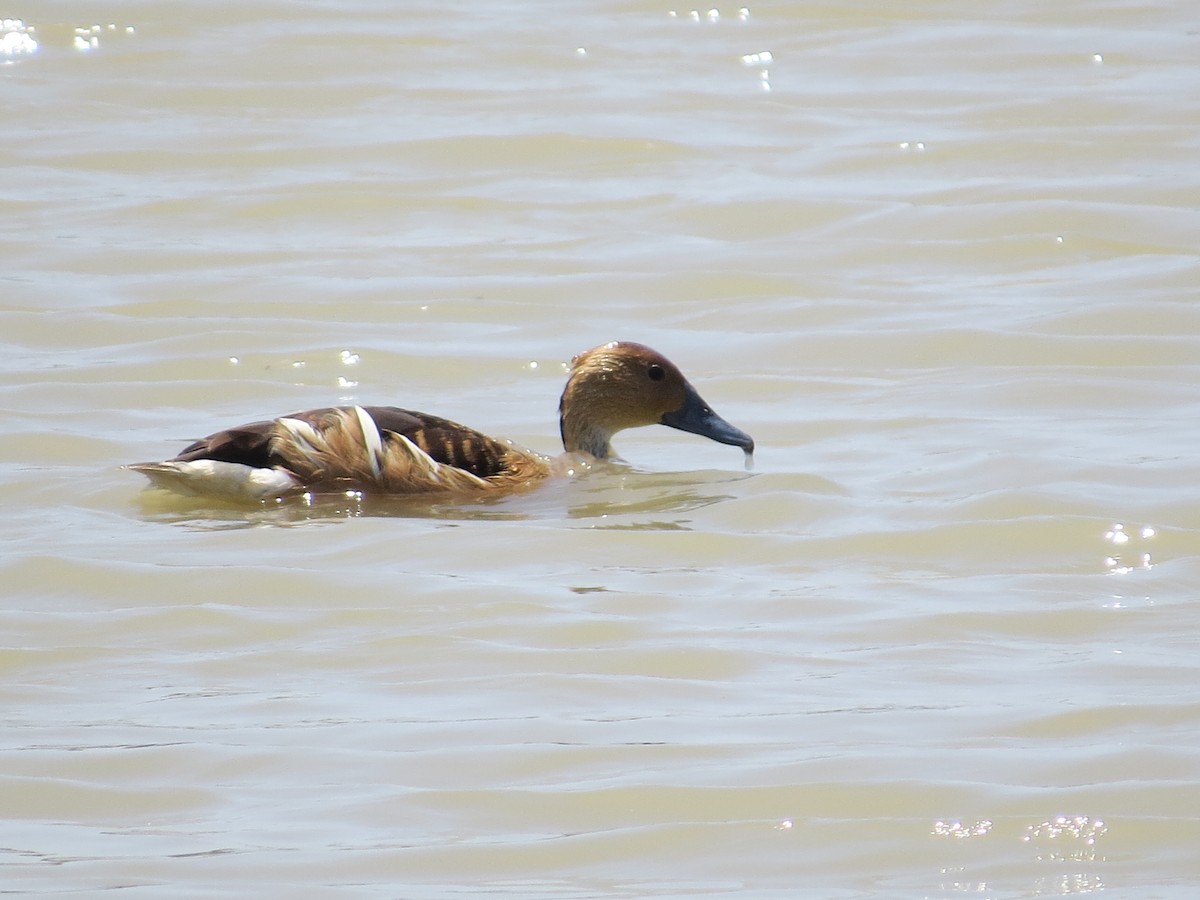 Fulvous Whistling-Duck - ML611591482