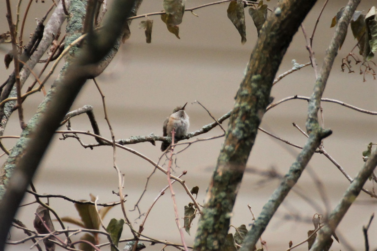 Calliope Hummingbird - ML611591570
