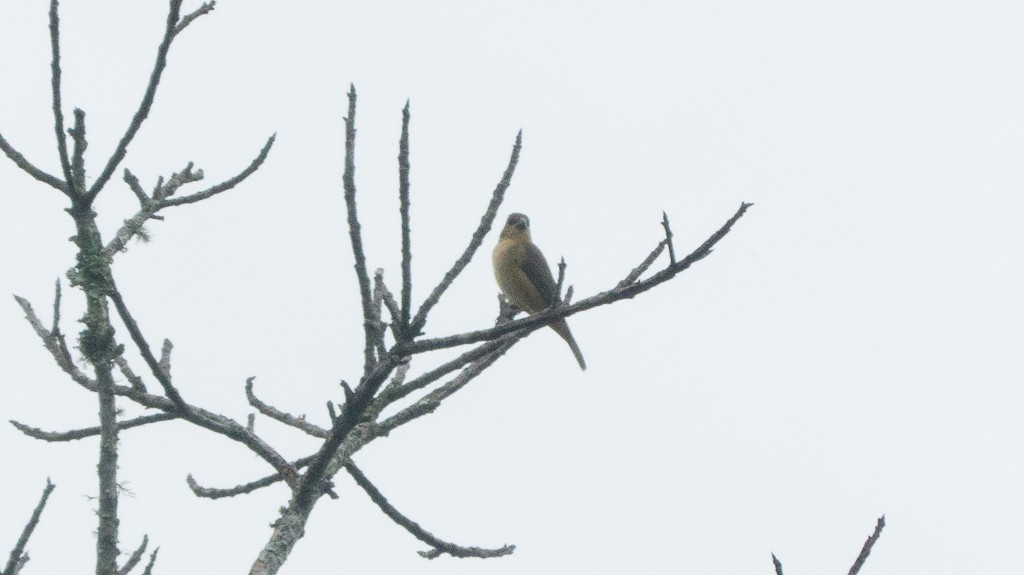 Double-collared Seedeater - ML611591875