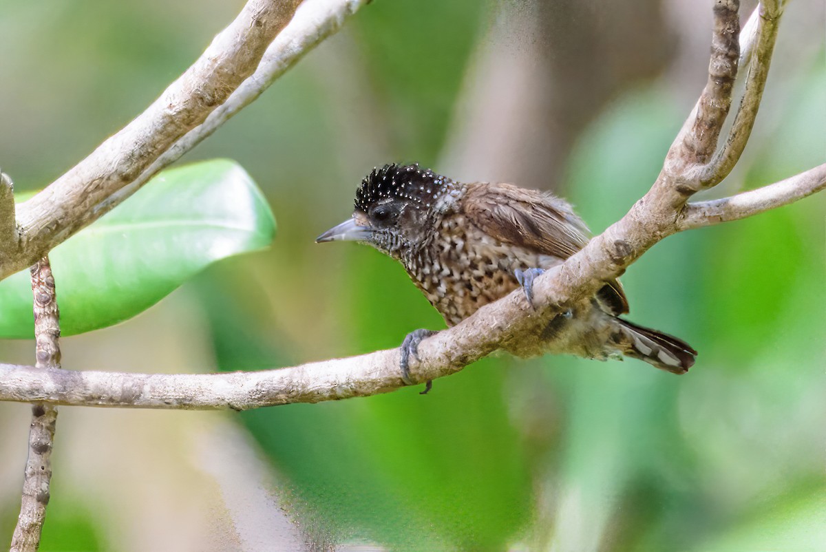 White-bellied Piculet - ML611591892