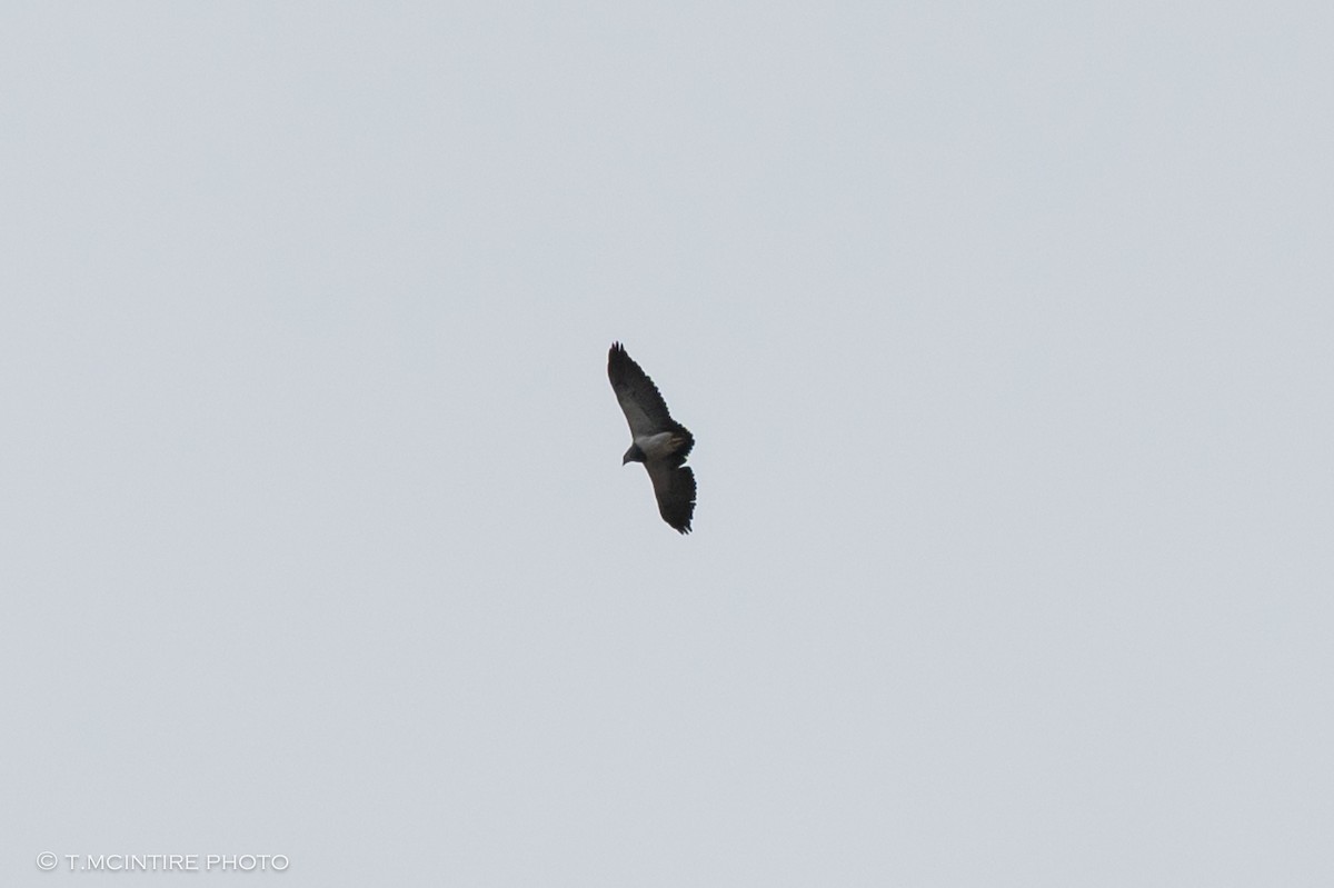 Black-chested Buzzard-Eagle - ML611591941