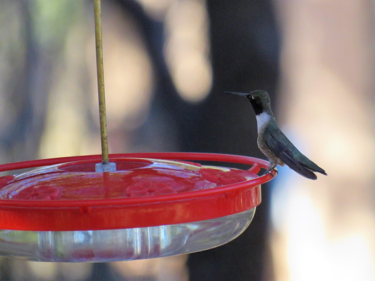 Black-chinned Hummingbird - Stacy Robinson