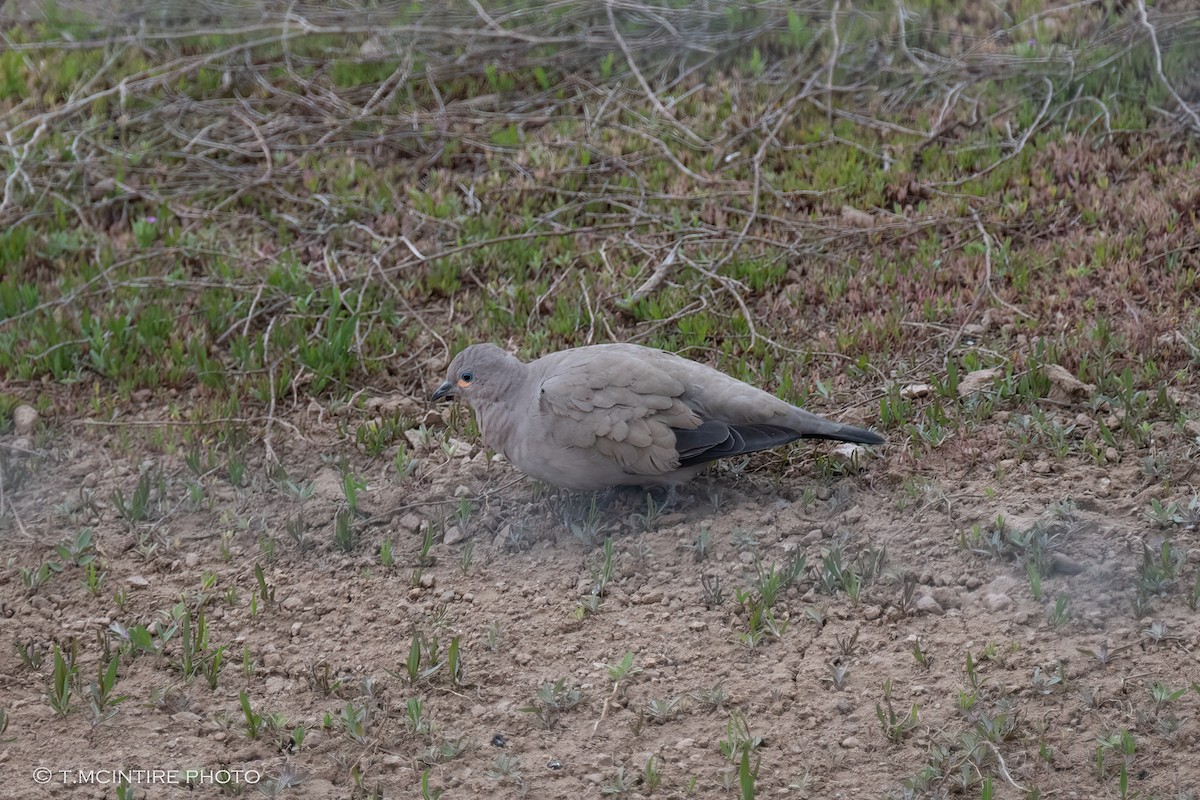 Black-winged Ground Dove - ML611592071