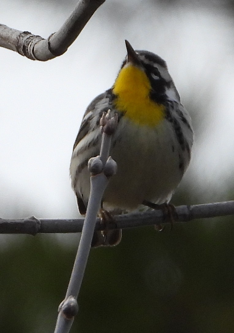 Yellow-throated Warbler - ML611592109
