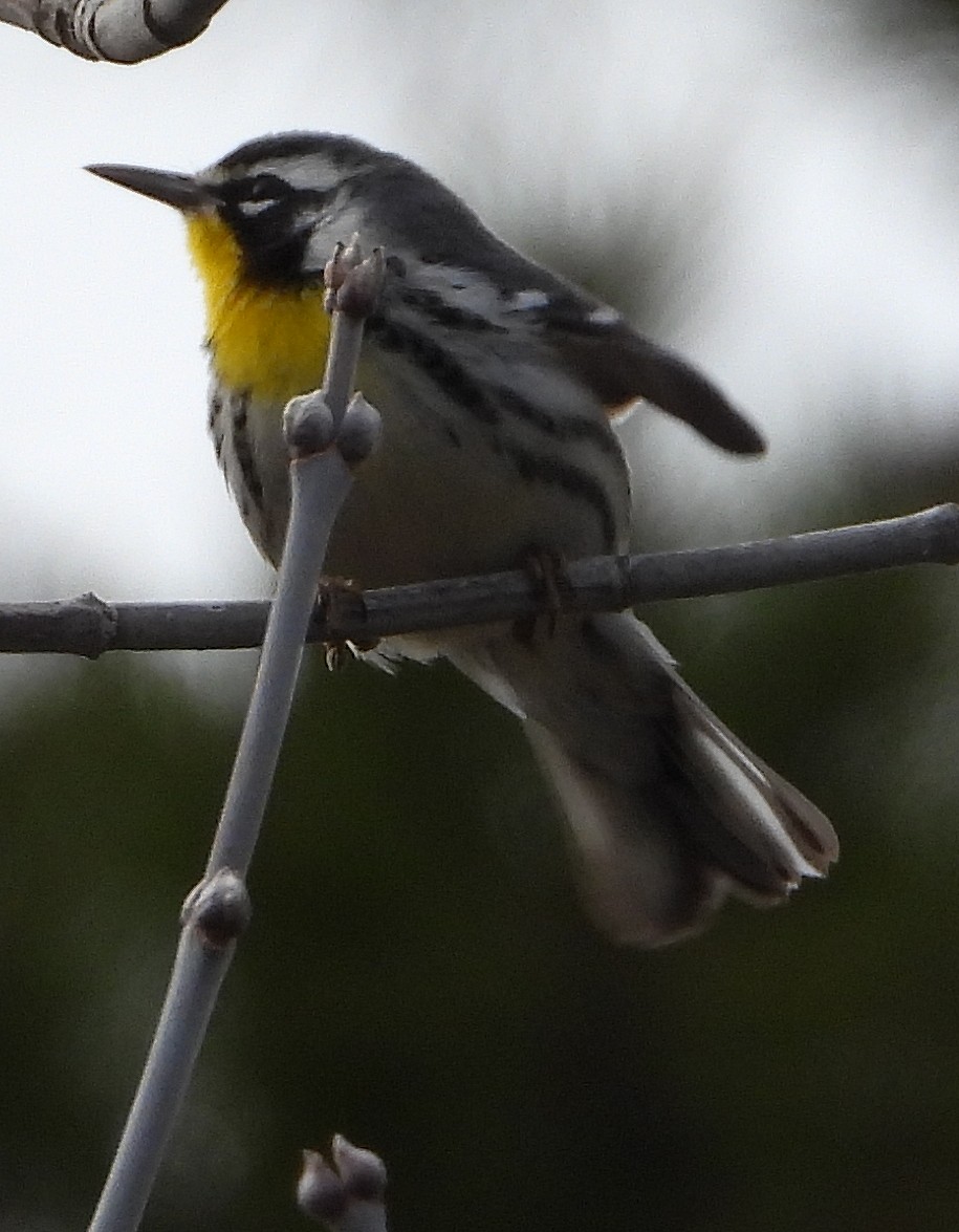 Yellow-throated Warbler - ML611592127