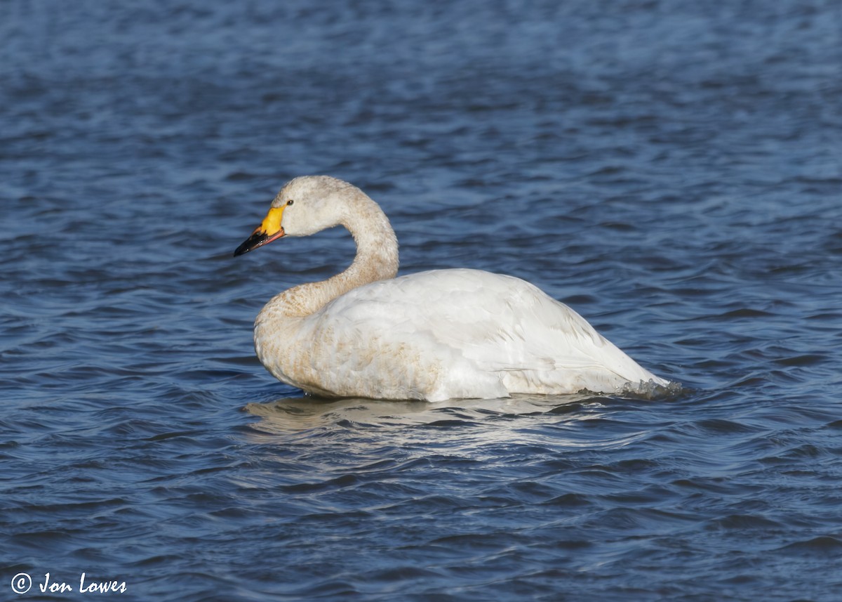 Whooper Swan - ML611592272
