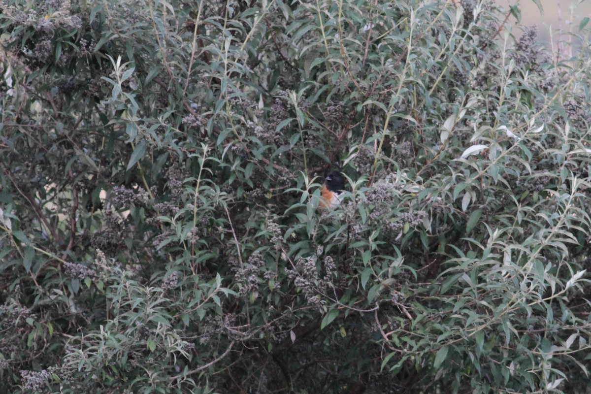 Spotted Towhee (Olive-backed) - ML611592274