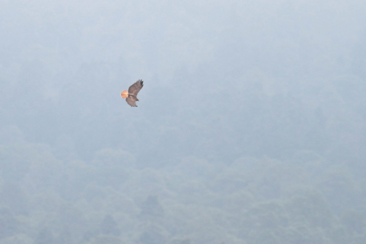 Red-tailed Hawk (kemsiesi/hadropus) - Marshall Iliff