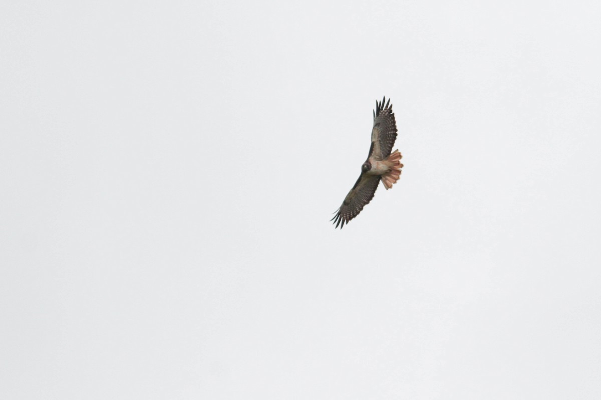 Red-tailed Hawk (kemsiesi/hadropus) - ML611592313