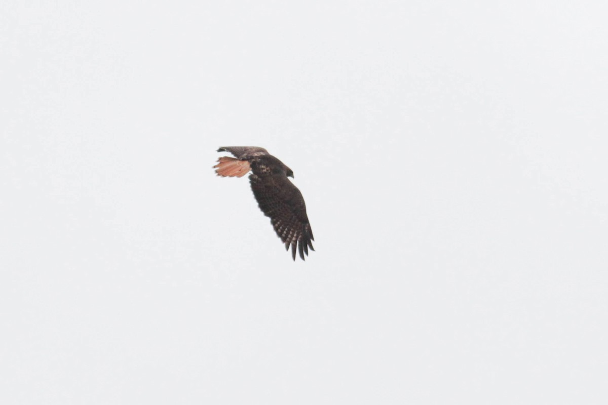 Red-tailed Hawk (kemsiesi/hadropus) - ML611592314