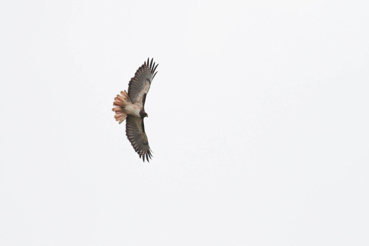 Red-tailed Hawk (kemsiesi/hadropus) - ML611592315