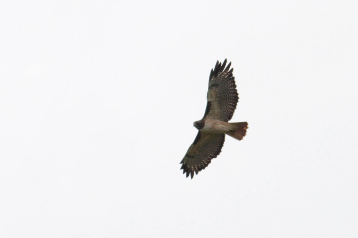 Red-tailed Hawk (kemsiesi/hadropus) - ML611592316