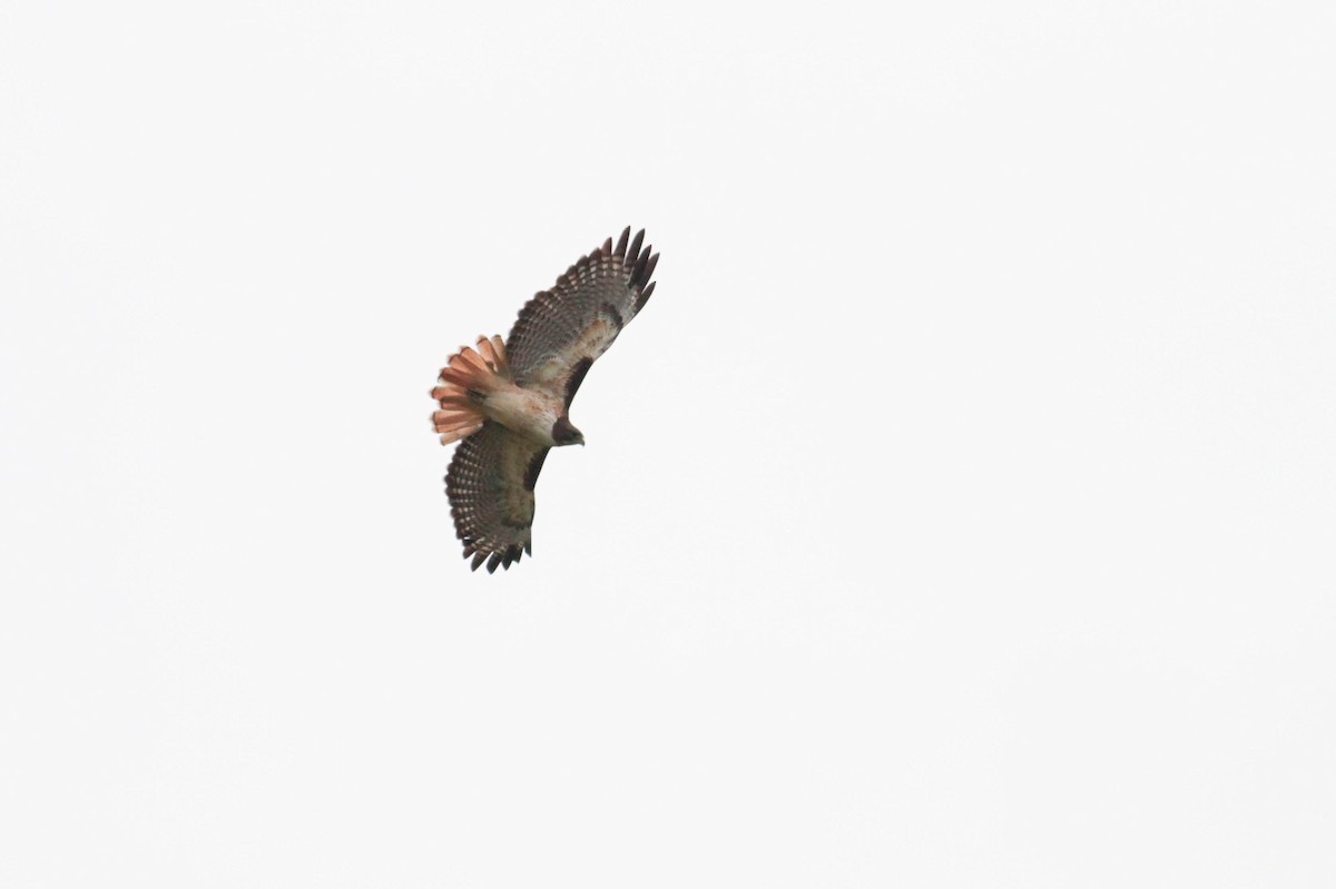 Red-tailed Hawk (kemsiesi/hadropus) - Marshall Iliff