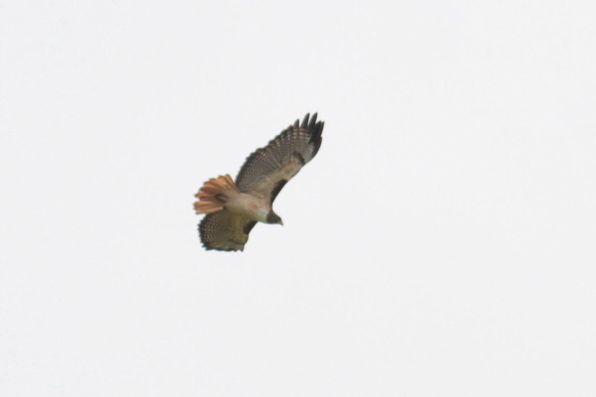Red-tailed Hawk (kemsiesi/hadropus) - ML611592318
