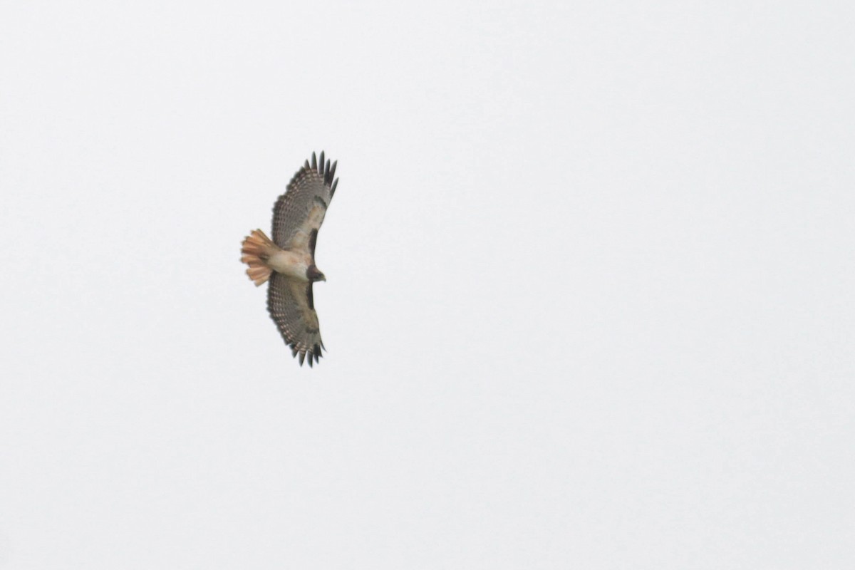 Red-tailed Hawk (kemsiesi/hadropus) - ML611592320