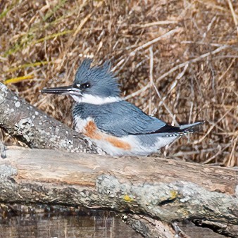 Belted Kingfisher - ML611592519
