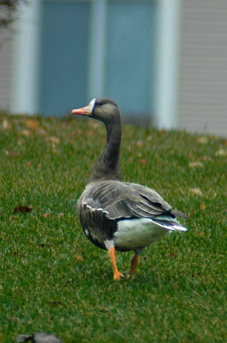 Greater White-fronted Goose - ML611592537
