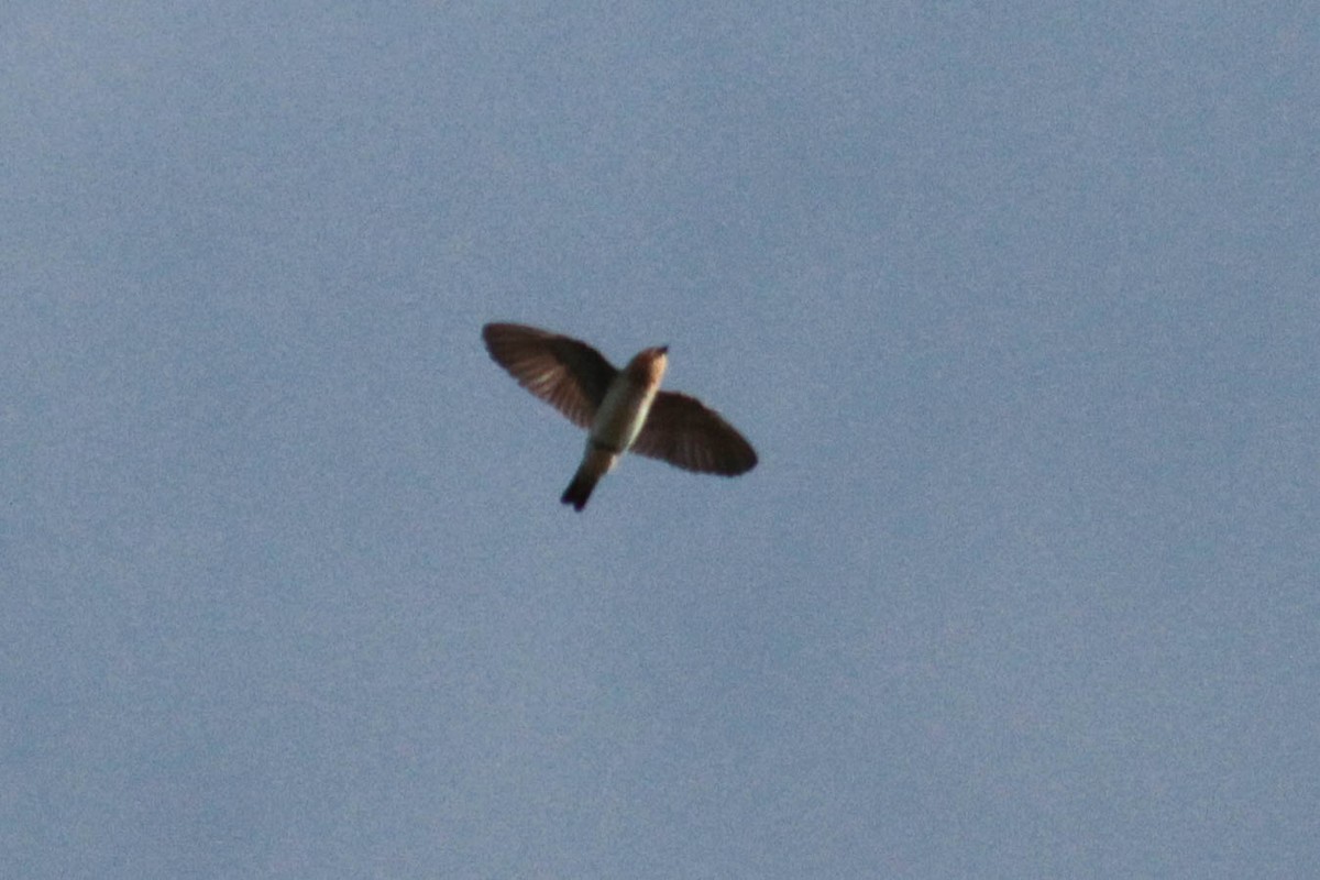 Cave Swallow - ML611592651
