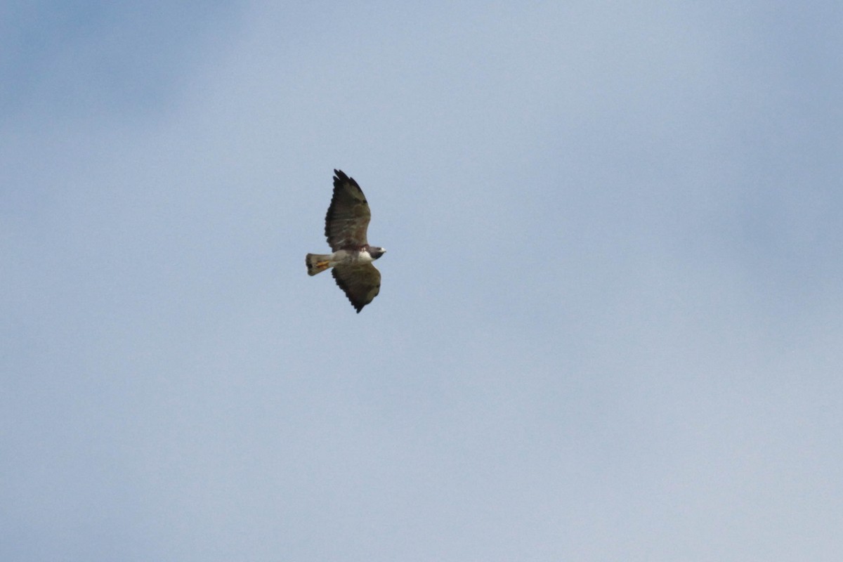 White-tailed Hawk - Marshall Iliff