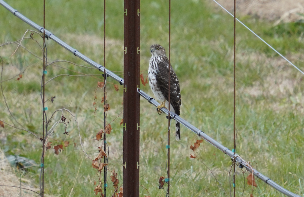 Cooper's Hawk - ML611593149