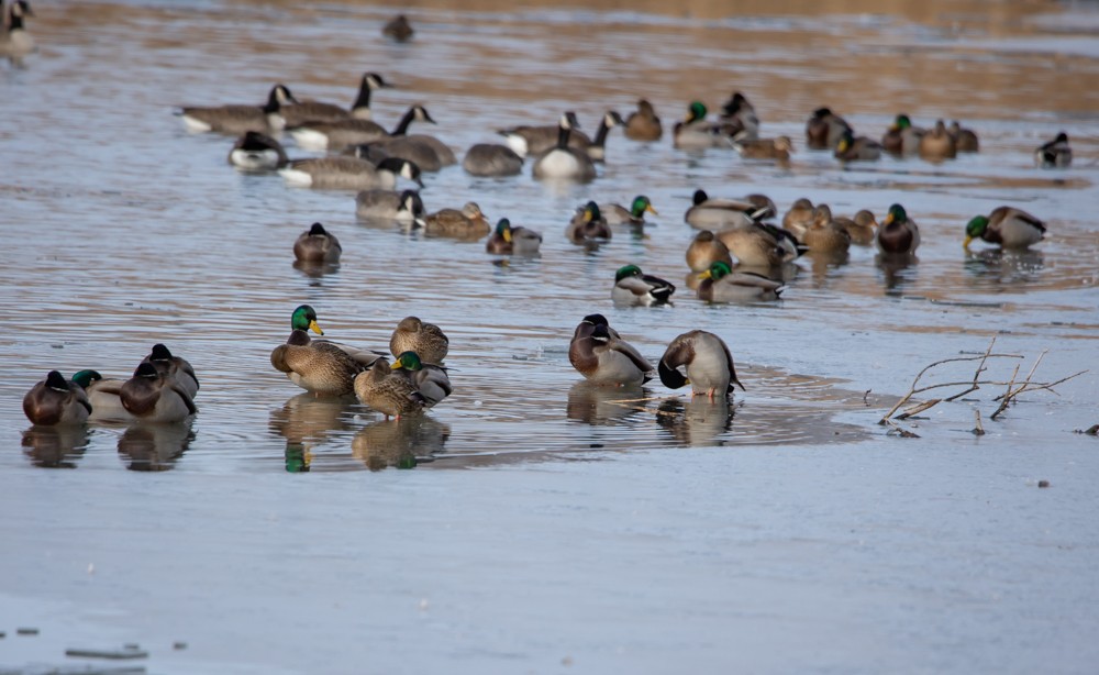 Mallard - ML611593270