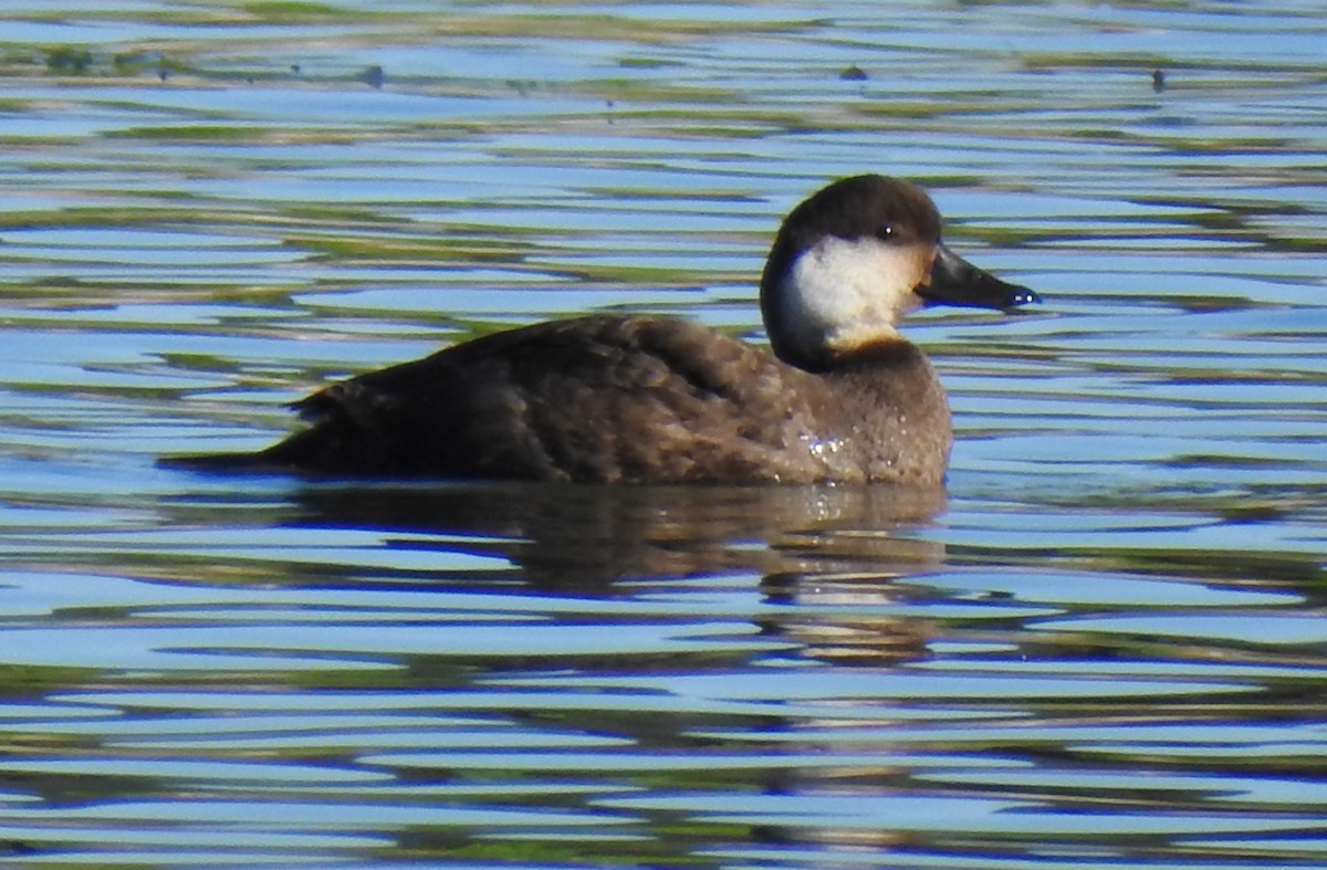 eBird Checklist - 26 Nov 2023 - Arcata Marsh and Wildlife Sanctuary - 8 ...