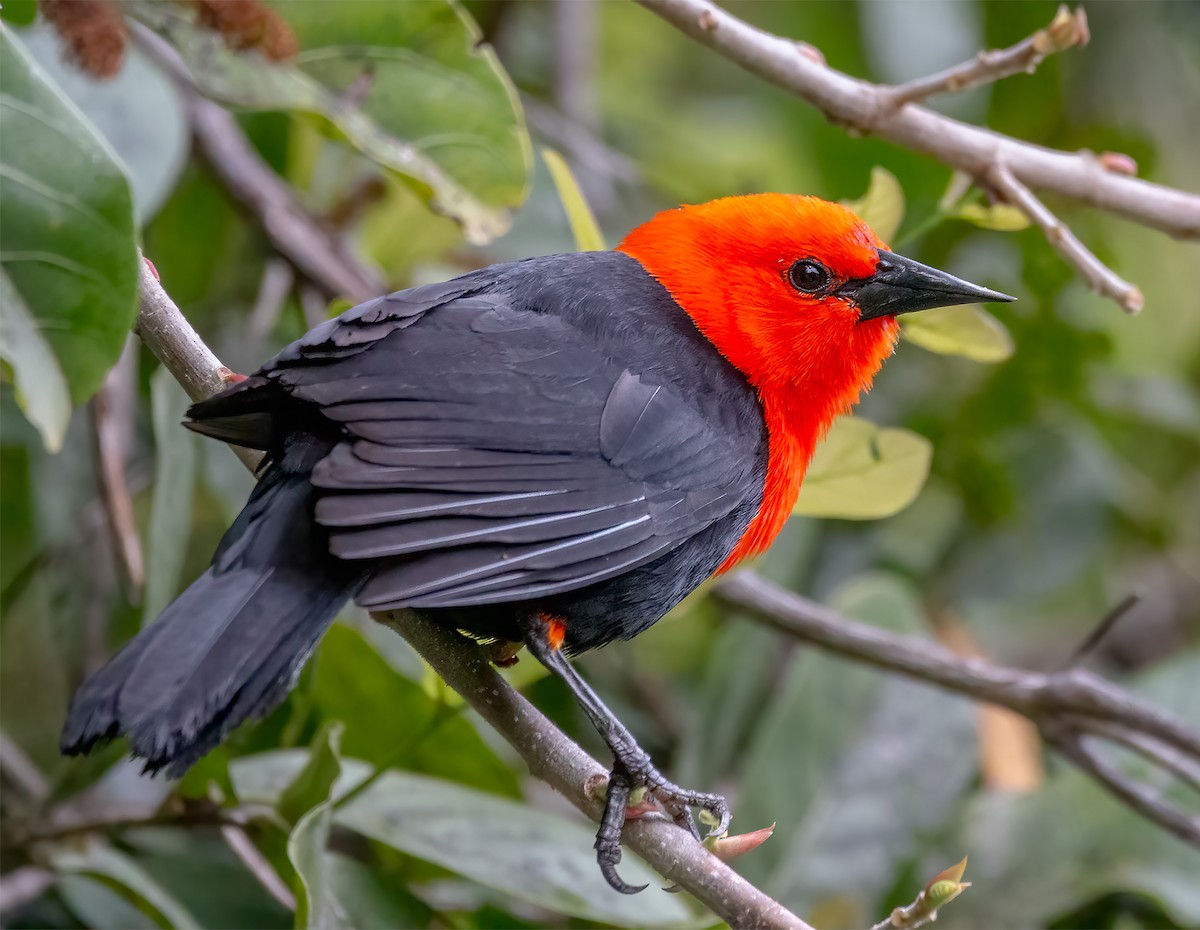 Scarlet-headed Blackbird - ML611593286