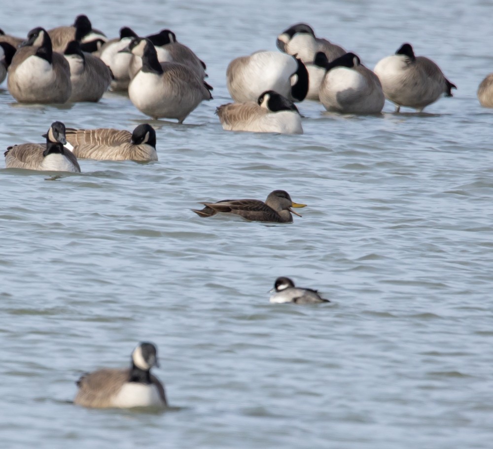 American Black Duck - ML611593303