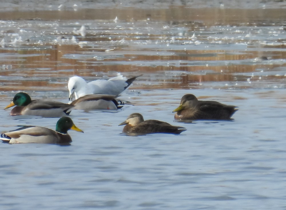 American Black Duck - ML611593304