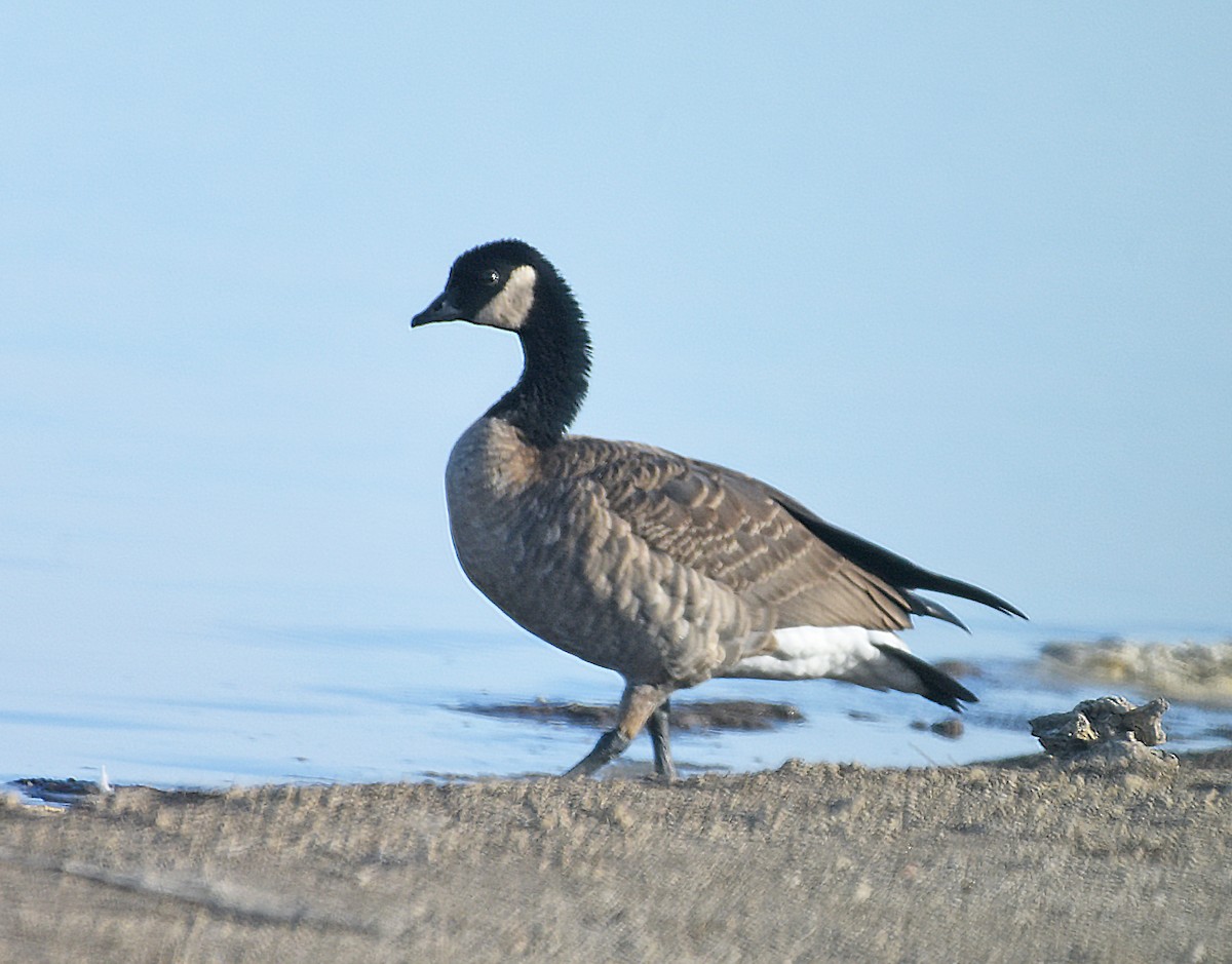 Cackling Goose (Richardson's) - ML611593527